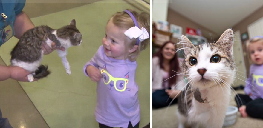 3-Legged Kitten Adopted By Amputee Girl Becomes Her Best Friend