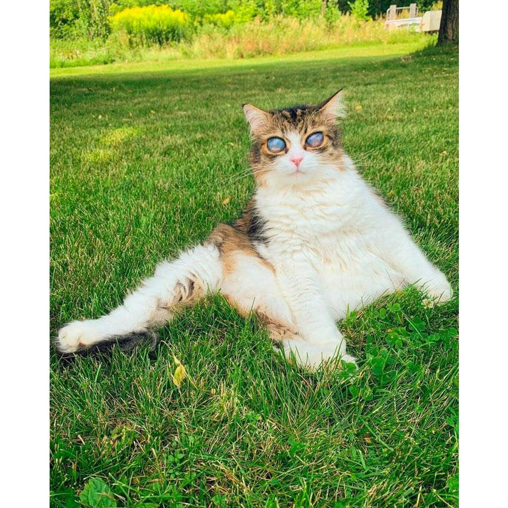 Blind cat with big blue eyes finally found a loving home